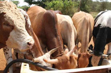Dos and don’ts when a cow is in a dry period