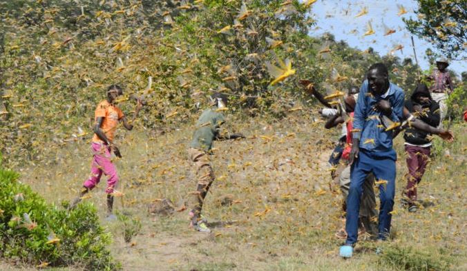 East Africa locust swarms gather as pandemic delays pesticides