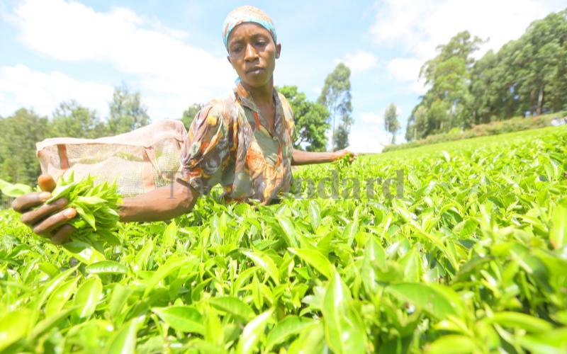 Expect better bonus earnings next year, Agriculture CS tells anxious tea farmers