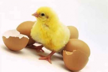 Factors you must consider when buying day-old chicks