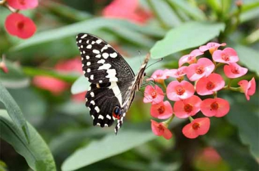 Farmers turn to butterflies to save rare forests and make extra income