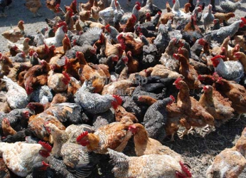 Fatal disease that is every poultry farmer's headache