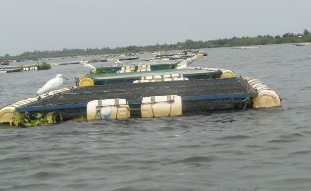 Fish farmers protest PS's order