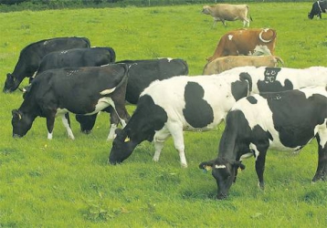 Follow a strict health routine for healthy herd and produce