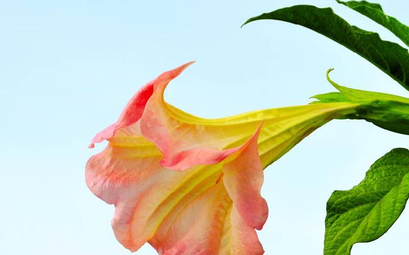 Four poisonous plants that can kill your cattle FarmKenya Initiative