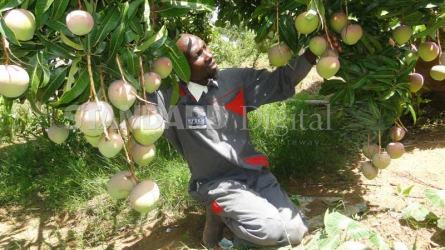 From hawking fruits to owning orchard