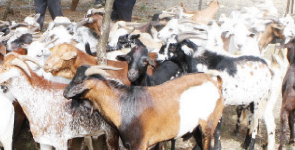 Goat auction returns as hundreds brave long trek despite missing master seller