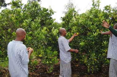 Grafting and other farming lessons from a prison farm