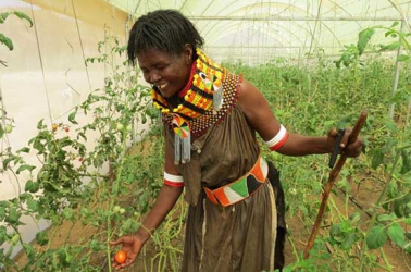 Greenhouses bring hope to famine-prone Lodwar in Turkana County