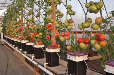 Growing tomatoes with no soil, no weeds, less water
