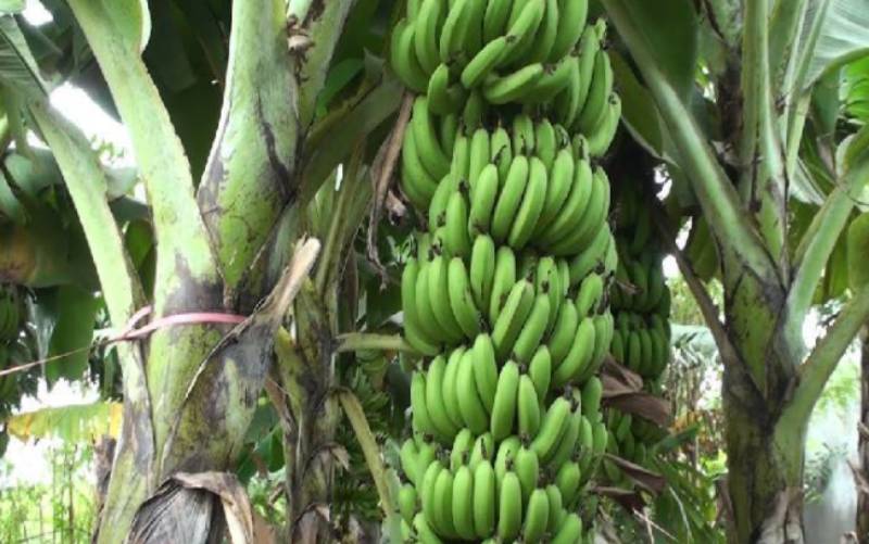 Banana storage plant set to be opened - FarmKenya Initiative