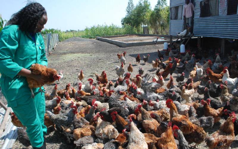 Download Eight Chicken Breeds That Will Lay You Cash Farmkenya Initiative