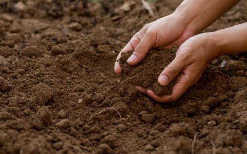 Healthy soil is the backbone to food safety
