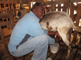 Hey, these are the diseases that give goats headache