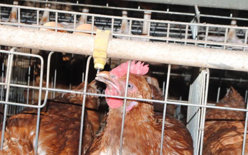 How technology has eased business for poultry farmers