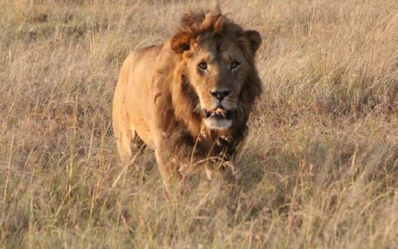 Hunters: Big cat tales from the Mara
