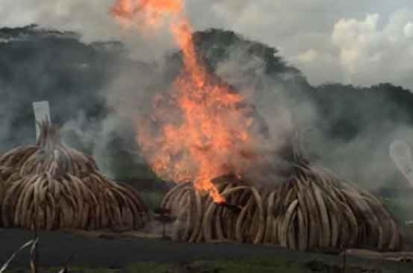 In pictures: Kenya sets ivory and rhino horns on fire in historical event