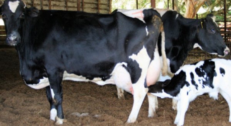 Is your cow struggling to conceive?