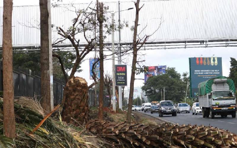 Kenya must stop the war on trees in Nairobi