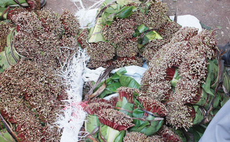Teams calls for law to regulate miraa trade