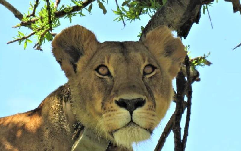 Legendary lioness 'Queen of the Mara' found dead