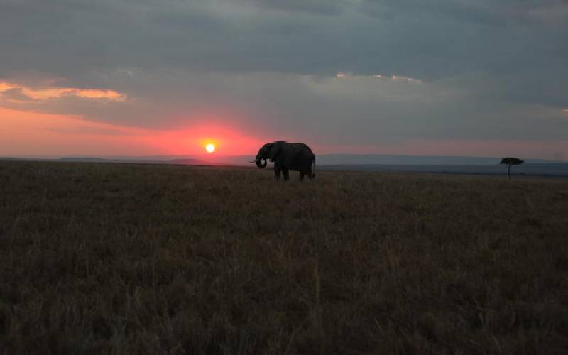 Lost in the Mara sunset