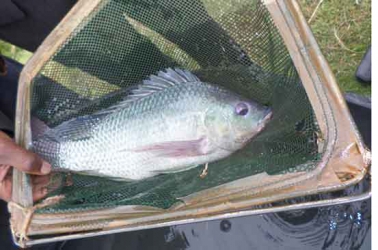Managing fish farm from best species, feeding and overstocking