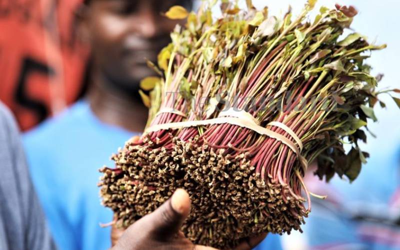 Ministry unveils farmer’s handbook to guide miraa production