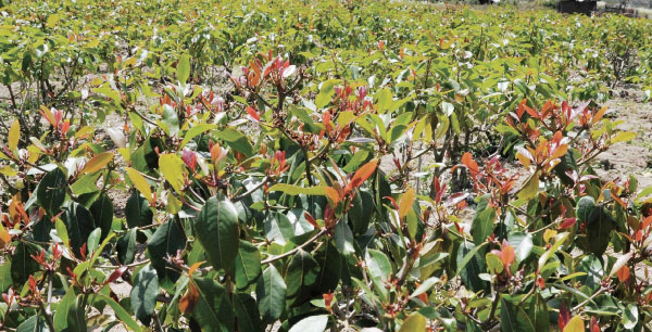 Miraa consumers in the UK unbowed by recent ban
