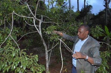 Miraa farmers excited as major rivals jostle for political mileage