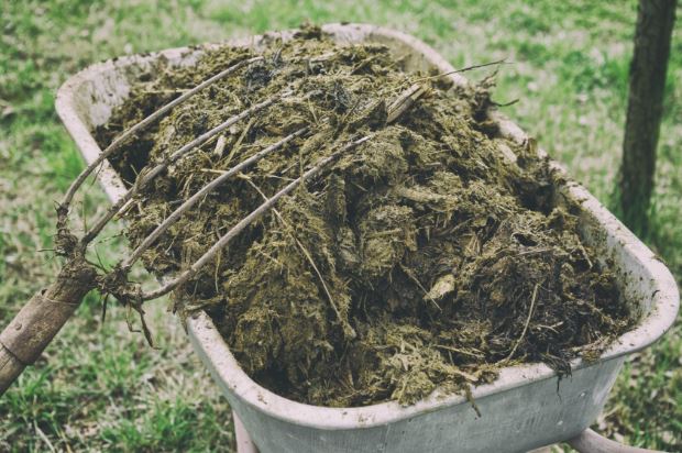 Mistakes to avoid when using animal manure