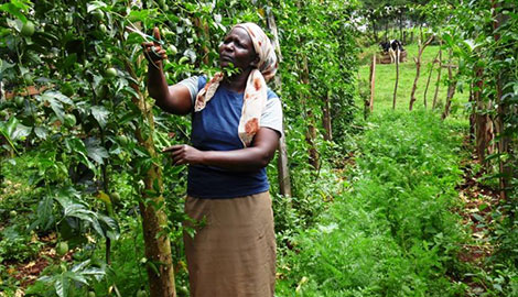 Teacher offers lessons on mixed farming