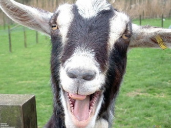 My goats have funny growth inside mouth