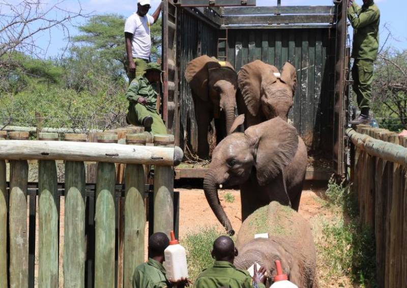 New home for hand-reared orphaned elephant calves