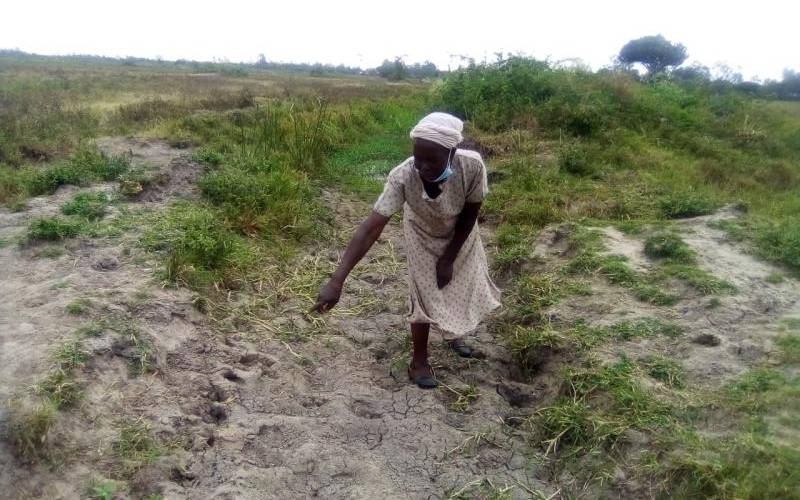 New rice varieties to boost yields in plan to revive collapsed scheme