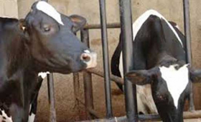 Others can learn from Nyandarua’s successes