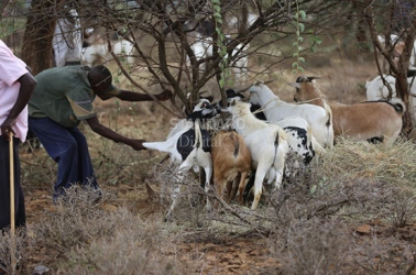Peasant farmers protest as their goats are rejected at event presided over by DP Ruto