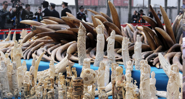 China only destroyed portion of its smuggled ivory, experts now warn