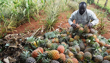 Pineapples add flavour to farmer’s life