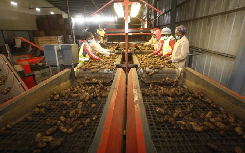 Potato seed company eases farmers’ woes with high-yield certified seeds