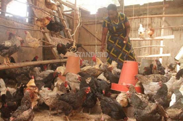 Poultry diseases that come with floods