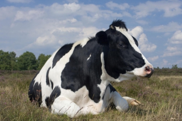 Prevent milk fever, ketosis in cows