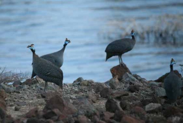 Warmth beyond the geysers of Lake Bogoria