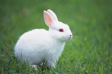 Rabbit farming is an unexploited venture with potential to feed the future
