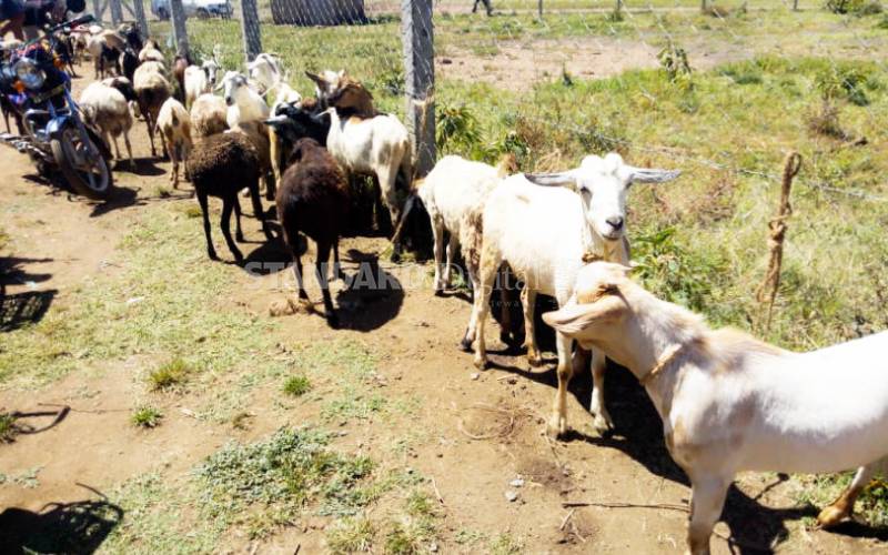 Reformed warriors donate goats to landslide victims in West Pokot