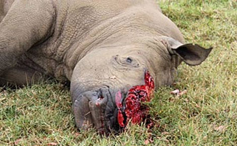 Government sets up taskforce to investigate poaching