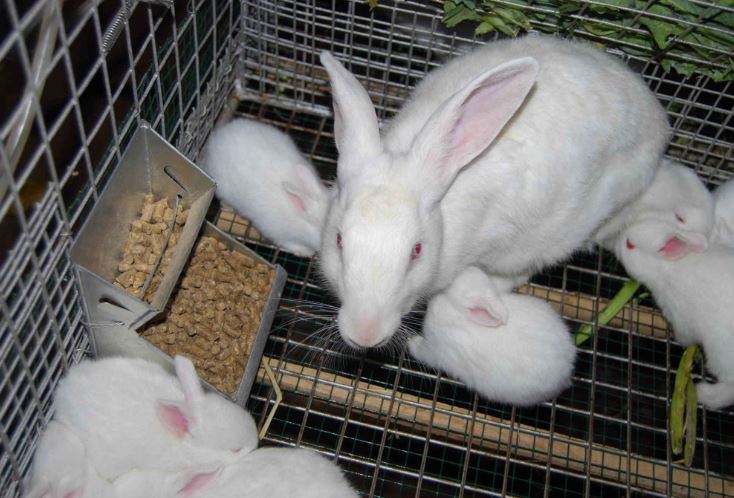 types of exotic rabbits