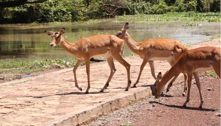 Rising Lake waters escalate human-wildlife conflicts