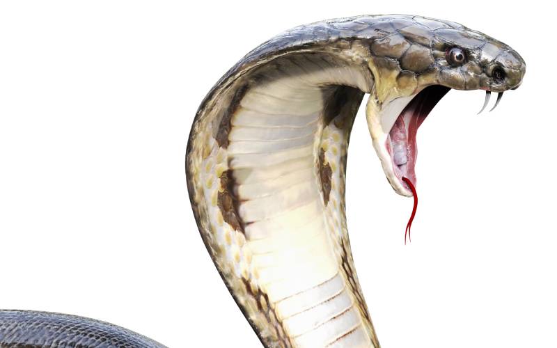 Popular snake handler bitten by cobra kept in the house for two days