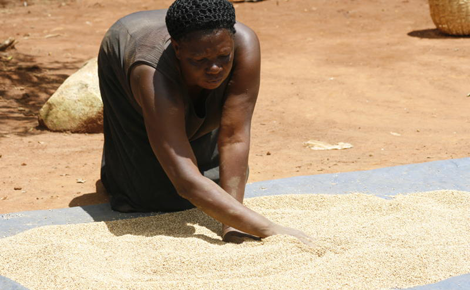 Sorghum farmers facing Sh3b loss as brewers shy off deal due to new tax